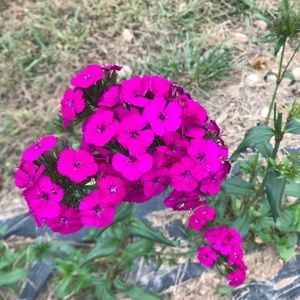 Meet your Posher, Yerania